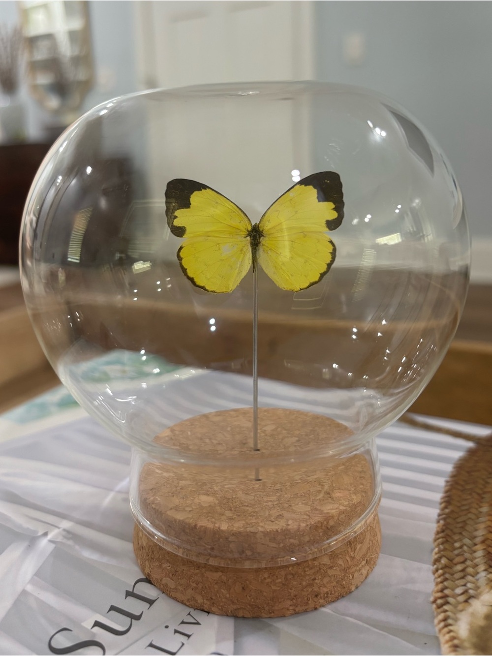 Vintage preserved butterfly in glass dome